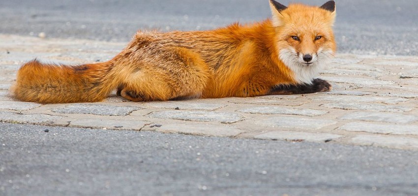 More foxes please